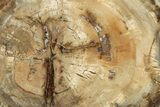 Colorful Petrified Wood (Araucaria) Round - Madagascar #325144-1